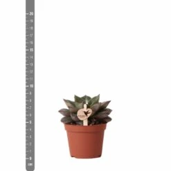 Echeveria Purpusorum - H9cm, ø6cm - Plante D'intérieur -VIDA Plantes Magasin 93d4d1b512e566d1