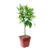 Oranger Calabraise Bio:pot 3L -VIDA Plantes Magasin 951689 1710457