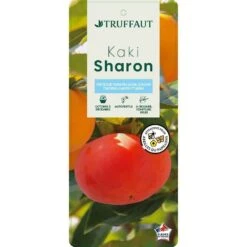 Kaki "Sharon" 1/2T Pot 15L -VIDA Plantes Magasin 952753 003