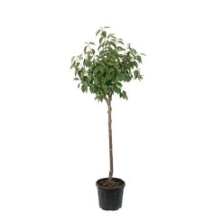 Kaki "Sharon" 1/2T Pot 15L -VIDA Plantes Magasin 952753 004
