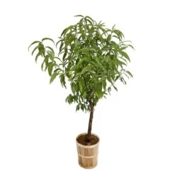 Pêcher à Chair Blanche Amsden, Bio, Gobelet -VIDA Plantes Magasin 952755 004