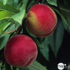 Pêcher à Chair Blanche Amsden, Bio, Gobelet -VIDA Plantes Magasin 952755 1774732