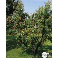 Pêcher Reine Des Vergers Bio, Gobelet 2 Ans -VIDA Plantes Magasin 952756 001
