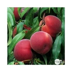 Pêcher Reine Des Vergers Bio, Gobelet 2 Ans -VIDA Plantes Magasin 952756 002