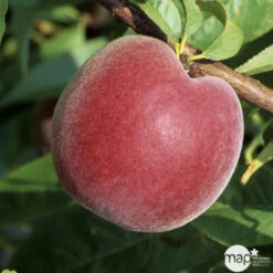 Pêcher à Chair Jaune JH Hale BIO, Gobelet 2 Ans -VIDA Plantes Magasin 952757 1774771