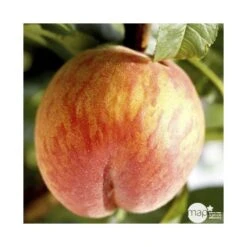 Pêcher Grosse Mignonne Bio, Gobelet 2 Ans -VIDA Plantes Magasin 952758 001