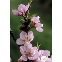 Pêcher Grosse Mignonne Bio, Gobelet 2 Ans -VIDA Plantes Magasin 952758 002