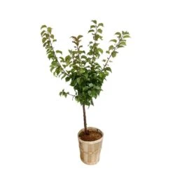 Abricotier Armeniaca Paviot, Bio : Gobelet 2 Ans -VIDA Plantes Magasin 952761 003