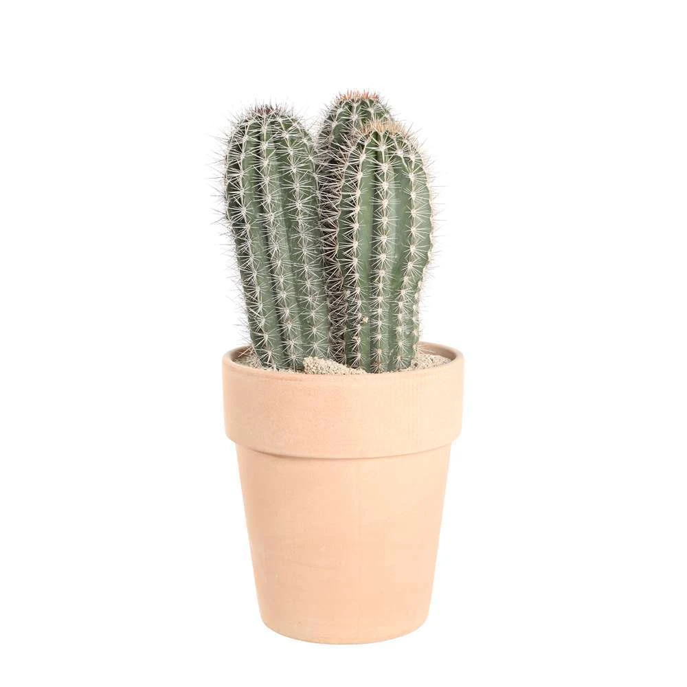 Cactus Mix : Pot Ø27 Cm 3 Cactus Mix : Pot Ø27 Cm