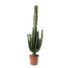 Euphorbe Erythrea : Pot Ø27 Cm -VIDA Plantes Magasin 953625 002