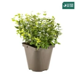 Euonymus Fortunei 'Emerald'n Gold : Pot 3L -VIDA Plantes Magasin 954301 001