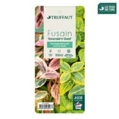 Euonymus Fortunei 'Emerald'n Gold : Pot 3L -VIDA Plantes Magasin 954301 003