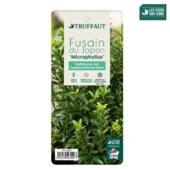 Euonymus Japonicus 'Mycrophyllus' : Pot 3L 9 Euonymus Japonicus 'Mycrophyllus' : Pot 3L -VIDA Plantes Magasin 954309 004