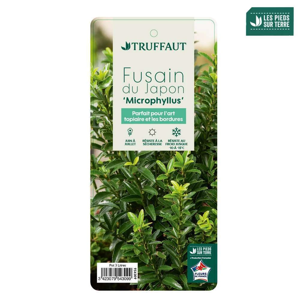 Euonymus Japonicus 'Mycrophyllus' : Pot 3L 6 Euonymus Japonicus 'Mycrophyllus' : Pot 3L – Image 4