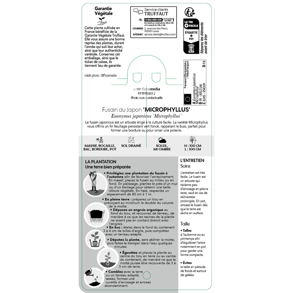 Euonymus Japonicus 'Mycrophyllus' : Pot 3L 4 Euonymus Japonicus 'Mycrophyllus' : Pot 3L – Image 2