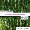 50 X Bambou Fargesia Pingwu En Pot De 5 L 1 50 X Bambou Fargesia Pingwu En Pot De 5 L -VIDA Plantes Magasin 95698b81a9c59082