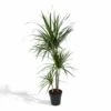 Dracaena Marginata - H115cm, ø21cm - Très Grande Plante D'intérieur -VIDA Plantes Magasin 95964dc454fd3161