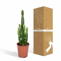 Euphorbia Acrurensis - H80cm, ø24cm - Grande Plante D'intérieur -VIDA Plantes Magasin 961446c69616177c