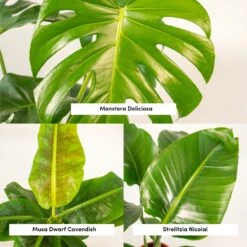 Monstera Deliciosa, Bananier Musa, Strelitzia Nicolai - Grandes Plantes D'intérieur -VIDA Plantes Magasin 964644ac6b97da9d