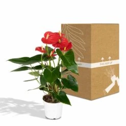 Anthurium Rouge - H40cm, ø12cm - Plante D'intérieur -VIDA Plantes Magasin 972096c3ef4e7808