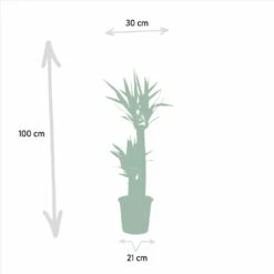 Yucca Xl - H100cm, ø21cm - Très Grande Plante D'intérieur 10 Yucca Xl - H100cm, ø21cm - Très Grande Plante D'intérieur -VIDA Plantes Magasin 97739a3d99bac8dd