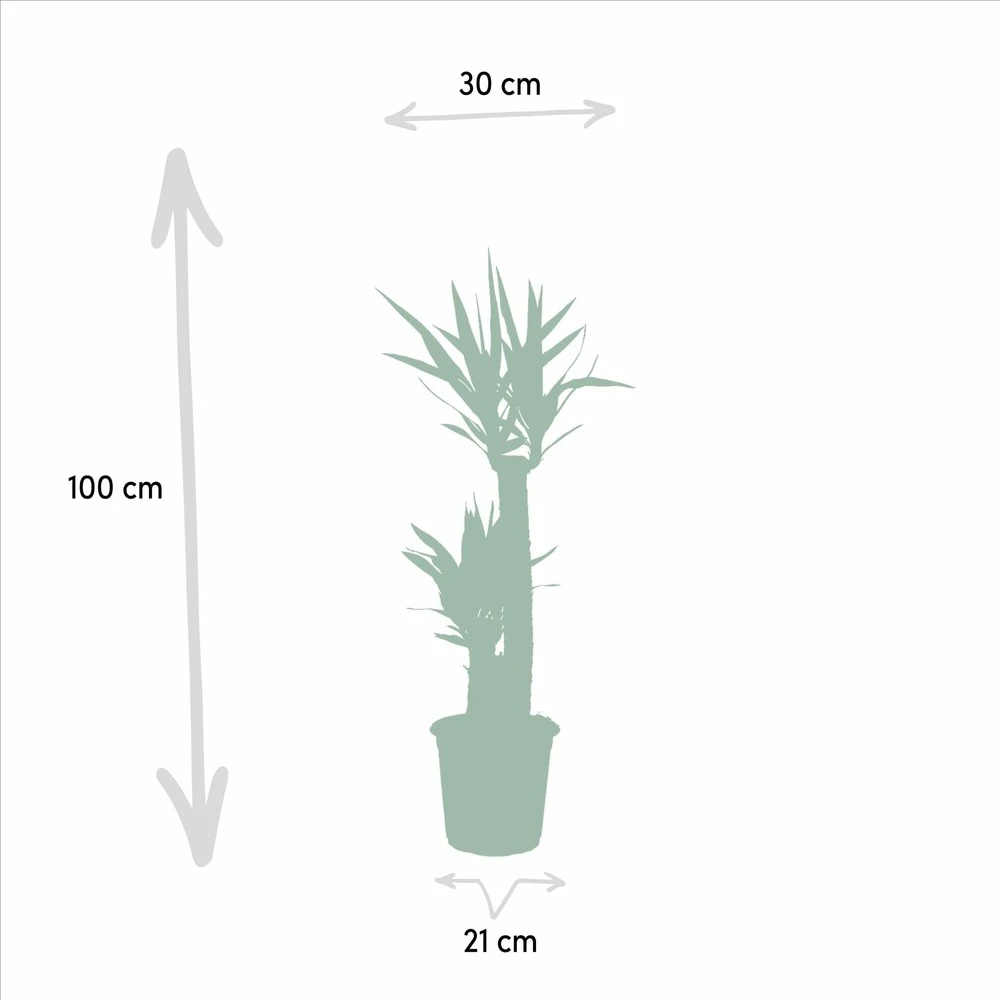 Yucca Xl - H100cm, ø21cm - Très Grande Plante D'intérieur 6 Yucca Xl - H100cm, ø21cm - Très Grande Plante D'intérieur – Image 4