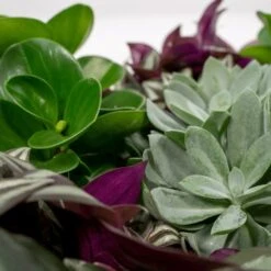 Box 6 Plantes D'intérieur - H20cm, ø12cm - Plantes D'intérieur -VIDA Plantes Magasin 983a3b72228d5787