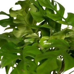 Monstera Minima - H25cm, ø15cm - Plante D'intérieur -VIDA Plantes Magasin 98881b448473e4cf