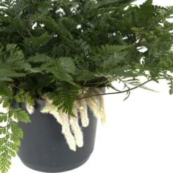 Humata Tyermannii - H20cm, ø17cm - Plante D'intérieur Tombante -VIDA Plantes Magasin 98ca4eccc3d638d2