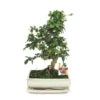 Bonsaï Fukientee - Carmona Microphylla - Environ 10 Ans -VIDA Plantes Magasin 9986a6822dee6337