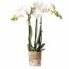 Orchidée Blanche Phalaenopsis - H35cm, ø9cm - Plante D'intérieur Fleurie -VIDA Plantes Magasin 9aab2d9f2d800e9b