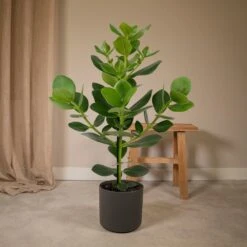 Clusia Princess - H60cm, ø12cm - Plante D'intérieur -VIDA Plantes Magasin 9ac1109899df3468