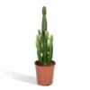 Euphorbia Acrurensis - H80cm, ø24cm - Grande Plante D'intérieur -VIDA Plantes Magasin 9b4030fe0c5044dd