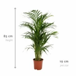 Palmier Areca - H85cm, ø19cm - Grande Plante D'intérieur -VIDA Plantes Magasin 9da618f089e0bad1