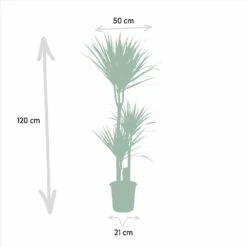 Yucca, Dracaena, Duo De Plantes - Grandes Plantes D'intérieur -VIDA Plantes Magasin 9da9357d44230960