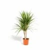 Dracaena Marginata - H90cm, ø17cm - Grande Plante D'intérieur -VIDA Plantes Magasin 9fabe082be1ea5c3