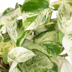 Epipremnum Happy Leaf Scindapsus - H15cm, ø12cm - Plante D'intérieur Tombante -VIDA Plantes Magasin 9ff0fe9832ba9055