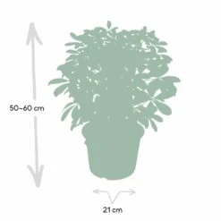 Schefflera Nora - H50cm, ø21cm - Plante D'intérieur -VIDA Plantes Magasin a0d7b9d14761f217