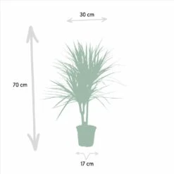 Dracaena Marginata - H90cm, ø17cm - Grande Plante D'intérieur -VIDA Plantes Magasin a10a0eaf2b955cc4