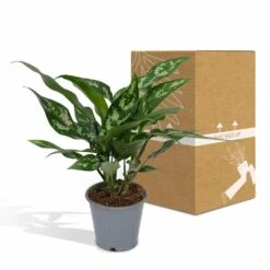 Aglaonema Maria - H30cm, ø12cm - Plante D'intérieur -VIDA Plantes Magasin a1fde7798e932efa