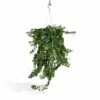Hedera Lierra Tombant - H70cm, ø24cm - Plante D'intérieur Tombante -VIDA Plantes Magasin a23c5284dc4ceea7