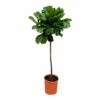 Ficus Lyrata Xl - H150cm, ø30cm - Très Grande Plante D'intérieur -VIDA Plantes Magasin a25d2540f33ff31e