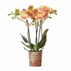 Orchidée Orange Phalaenopsis - H35cm, ø9cm - Plante D'intérieur Fleurie