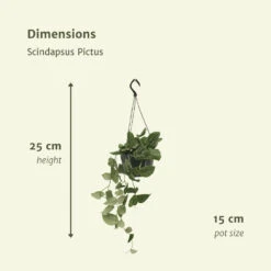 Pothos Scindapsus Pictus Epipremnum - H25cm, ø15cm - Plante D'intérieur Tombante -VIDA Plantes Magasin a47fb747d0526042