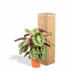 Calathea Medallion - H65cm, ø19cm - Plante D'intérieur -VIDA Plantes Magasin a481e374f06d0bdd