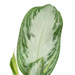 Aglaonema Silver Bay - H55cm, ø17cm - Plante D'intérieur -VIDA Plantes Magasin a5b31a05b559baea