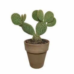 Opuntia Microdasys Et Son Cache-pot Marron - H40cm, ø17cm - Plante D'intérieur -VIDA Plantes Magasin a5b5547e6fb3b690