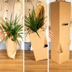 Bonsaï - H20cm, ø15cm - Plante D'intérieur -VIDA Plantes Magasin a6efc0b51e6ac7e5
