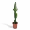 Euphorbia Acrurensis - H50cm, ø17cm - Grande Plante D'intérieur -VIDA Plantes Magasin a75a46cc2579c168