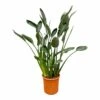 Strelitzia Reginae Xl - H160cm, ø35cm - Très Grande Plante D'intérieur -VIDA Plantes Magasin a7c8734fc925d986